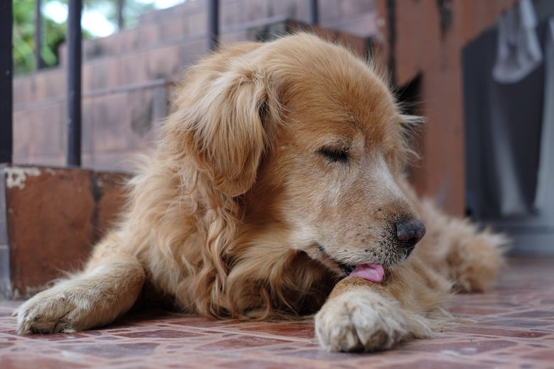 Reumatismul la câini și pisici