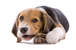 Primul ajutor la câine, în obstrucția acută a căilor respiratorii prin corpi straini